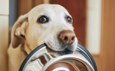 Kutyák számára az ideális étrend
