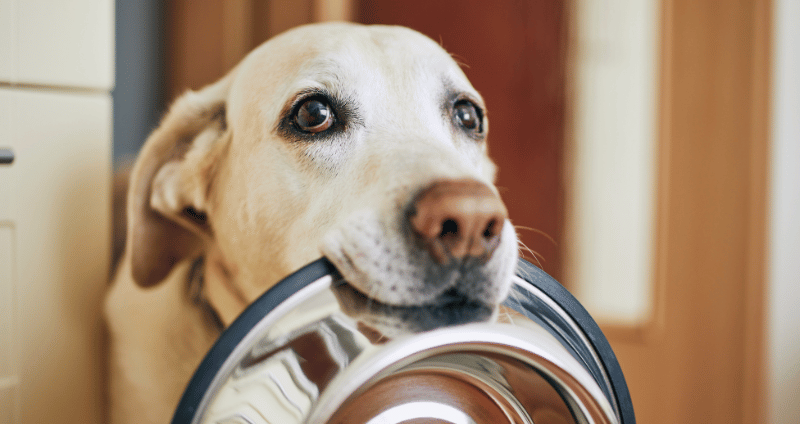 Az ideális étrend kutyáknak