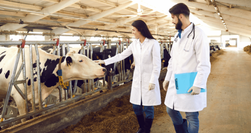 Állatorvosképzés Magyarországon