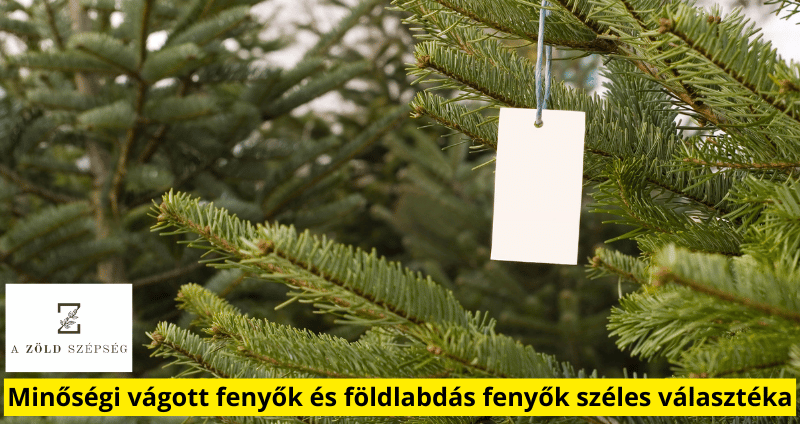 Késő őszi ültetés.fenyőfák